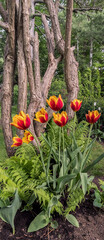 Fototapeta na wymiar Tulips in Bloom