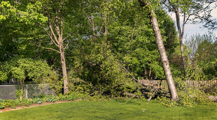 A broken tree branch after storm