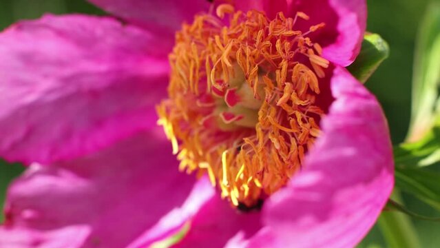 Bud of a wild peony or Paeonia anomala close-up on a bright sunny day