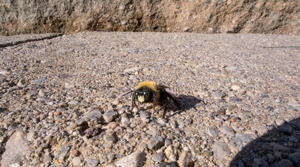 Honey bee close up