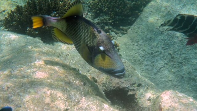 Underwater video of Titan Triggerfish or Balistoides viridescens in Gulf of Thailand. Giant tropical fish swimming among reef. Wild nature, sea life. Scuba diving or snorkeling. 