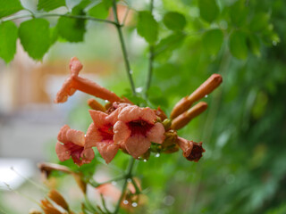 trumpet creeper on a green background
