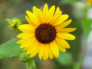 sunflower in the garden