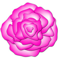pink rose flower