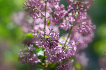 close up of a flower