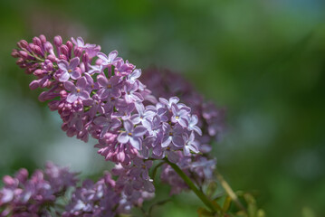 flowers in the garden