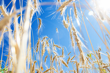 Grain crops on field against blue sky. View below of grains crop on field. Harvest wheat, barley, rye as trend blurred background. Ripe ears of cereals at sunlight, aesthetic landscape