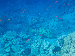 Residents of the underwater flora of the coral reef in the Red Sea, Hurghada, Egypt