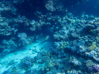 Fototapeta na wymiar Residents of the underwater flora of the coral reef in the Red Sea, Hurghada, Egypt