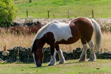 Fototapeta premium horse and foal in field