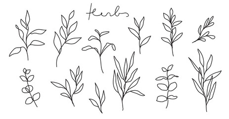Herb line art collection. Abstract leaves continuous line drawing set. Botanical elegant vector illustration