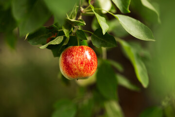 A red apple hangs on a tree with leaves. Agriculture, agronomy, industry