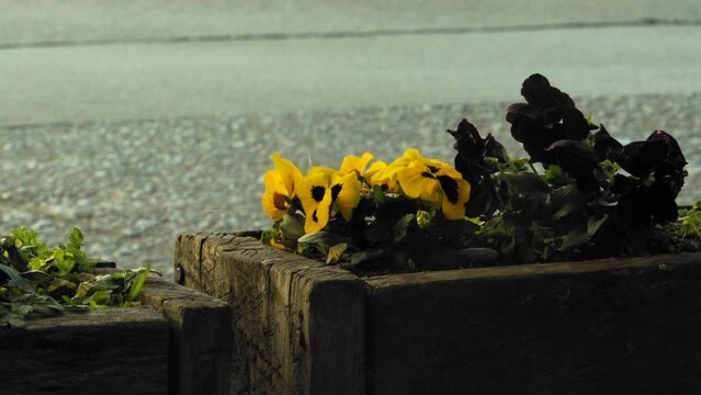 Flowers in the wind in puerto varas chile
