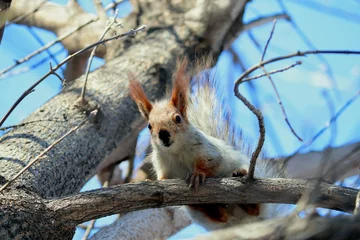  squirrel on a tree © Александр Данилов