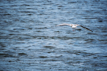 Seagull chick hovering over water.