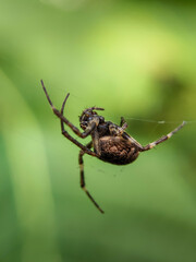 Araneus ventricosus
Spider
