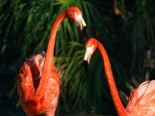 Pair of Caribbean Flamingos © Kirsty Nadine