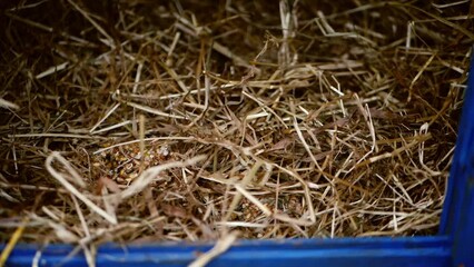 Hen coup filled with straw and hay bedding 