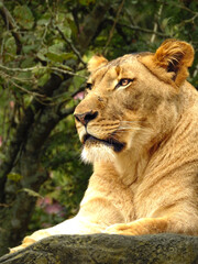 Fototapeta na wymiar Regal Lioness