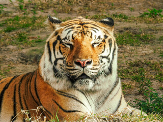 Naklejka premium Tired Bengal Tiger