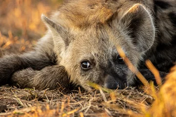 Fotobehang Hyena Portrait of hyaena  © Llewellyn