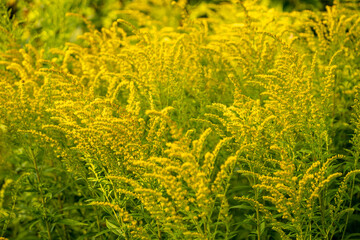 Amber yellow flowers of Solidago canadensis in August, Goldenrod growing in the wild.