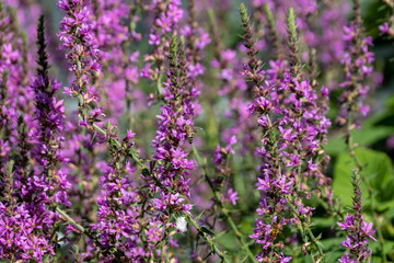 Purple flower of lythrum salicaria are in full bloom in garden