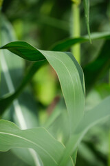 Abstract blurred background of green corn foliage.