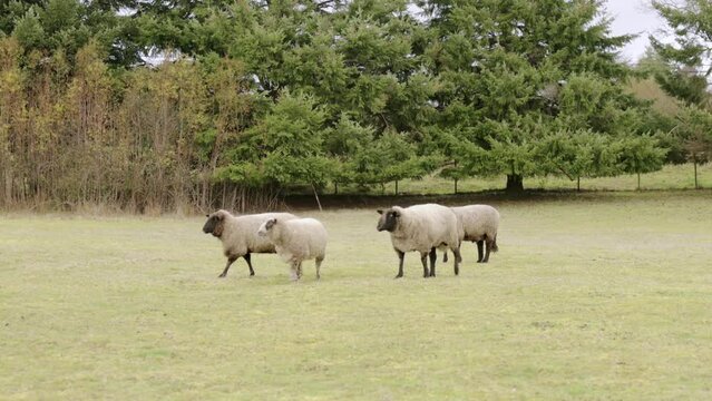 Sheep in field in puerto varas, chile