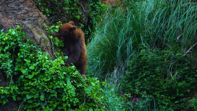 Oso pardo (Ursus arctos)