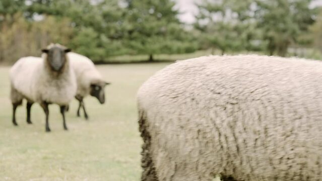 Sheep in field in puerto varas, chile