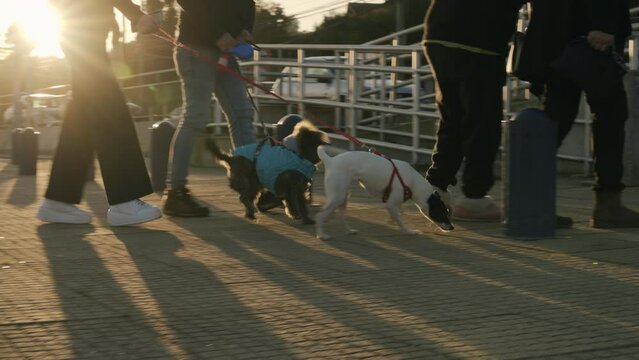 Terrier dog friends walking in puerto montt chile