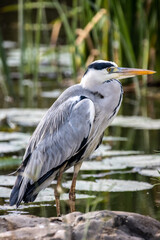 grey heron
