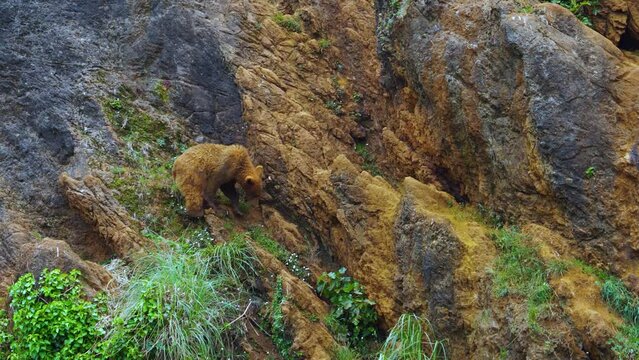 Oso pardo (Ursus arctos)