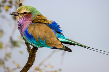 Lilac-breasted roller