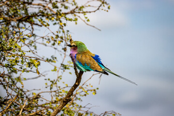Obraz premium Lilac-breasted roller