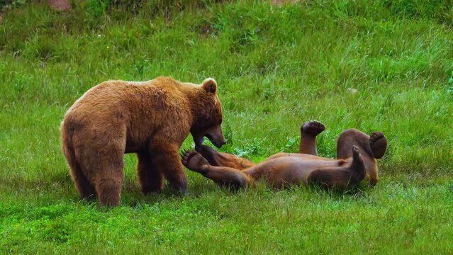 Oso pardo (Ursus arctos)