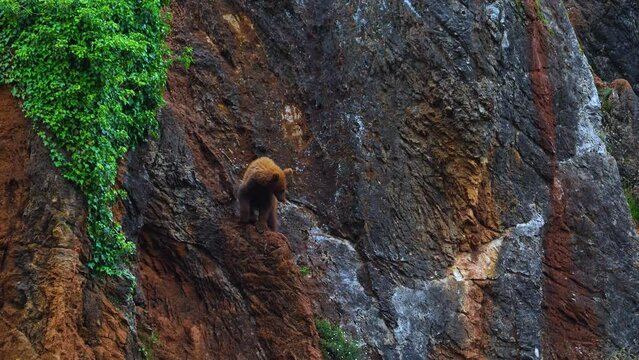 Oso pardo (Ursus arctos)