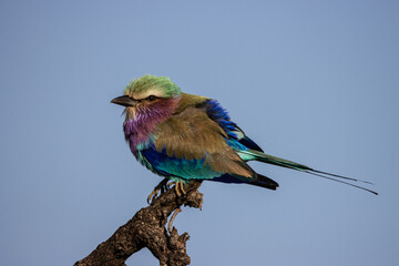 Lilac-Breasted Roller