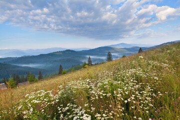 White chamomile flowers on the meadow, foggy mountains and spruce forest under blue sky with...
