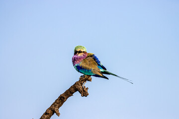 Lilac-Breasted Roller