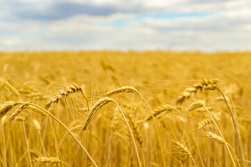 Yellow gold wheat in the field with cloudy sky close up