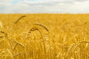 Yellow gold wheat in the field with cloudy sky close up