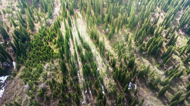 Beautiful Aerial View Of Sun Rays Going Through The Forest With Tall Trees