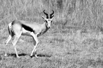 Fotobehang Closeup shot of a springbok antelope in the wild in the daylight © Wirestock Creators