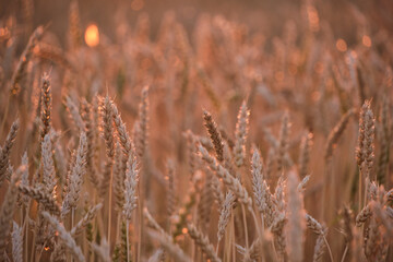 Ears ripe wheat in light colorful sunset.
