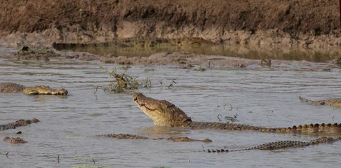 Zelfklevend Fotobehang Crocodile feeding  croc eating fish  Feeding crocodile  Mugger Crocodile  Crocodile with its mouth open basking in the sun  crocodiles resting  mugger crocodile from Sri Lanka   © DINAL