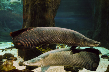 Arapaima fish. Pirarucu (Arapaima gigas). Pair fishes swims in water.