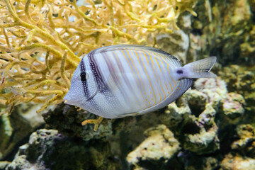 Fototapeta na wymiar Sailfin tang (Zebrasoma veliferum) swims in water. Reef tang fish in the family Acanthuridae.