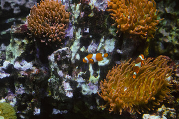 Ocellaris clownfish (Amphiprion ocellaris). Pair of fish swimming near sea anemones.